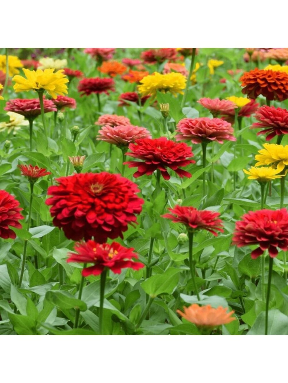 California Giant Zinnia Flower Seeds - Bulk 8oz Pack, 22,000+ Colorful Blooms